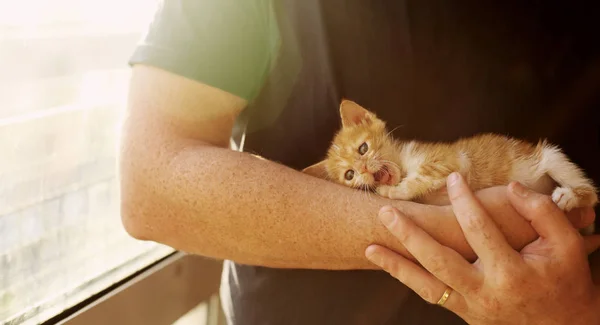 Män håller lilla röd kattunge — Stockfoto