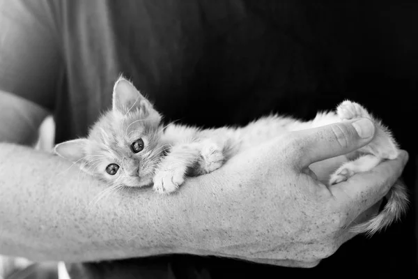 Men is holding little red kitten — Stock Photo, Image