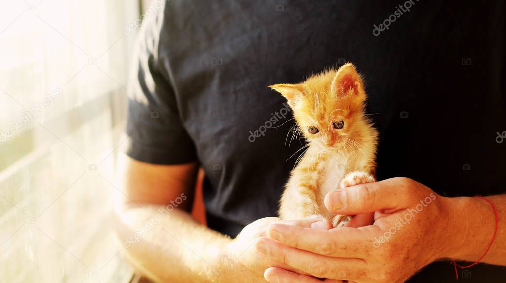 Men is holding little red kitten