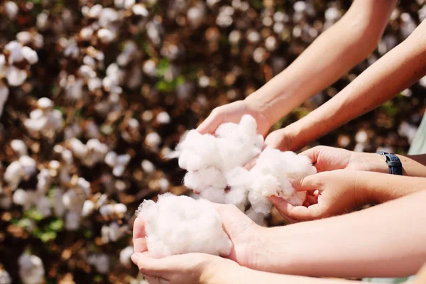 Mãos Mulher Com Segurando Delicadas Flores Algodão Branco Natural — Fotografia de Stock