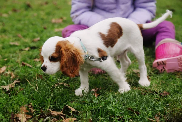 Year Old Girl Walking Puppy Park — Stock Photo, Image