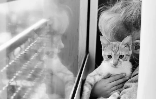 Portrait Adorable Little Girl Kitten Window — Stock Photo, Image