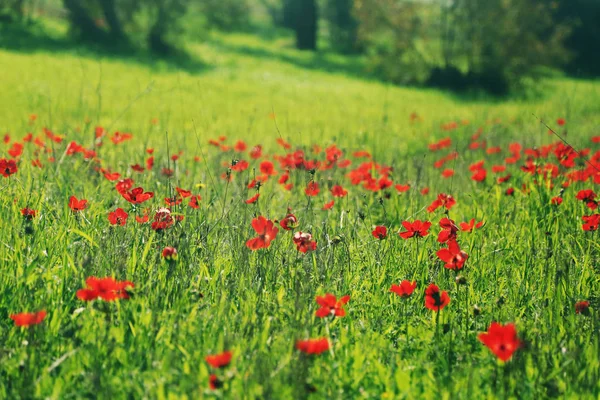 Röd vallmo blommor på äng — Stockfoto