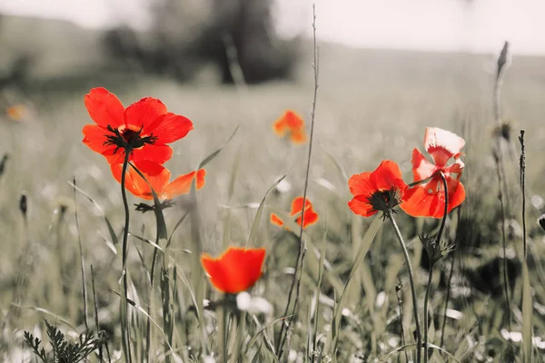 Röd vallmo blommor på äng — Stockfoto