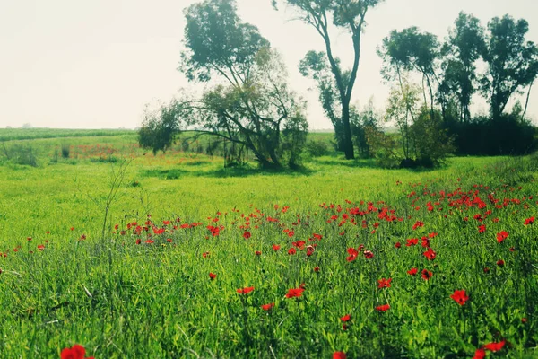 Красные цветы мака на лугу — стоковое фото