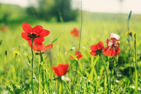 Flores de amapola roja en el prado —  Fotos de Stock