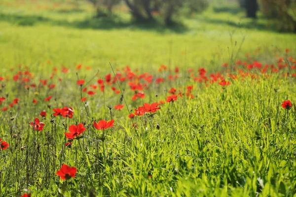 Flores de amapola roja en el prado —  Fotos de Stock
