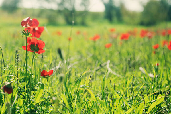 red poppy flowers on meadow