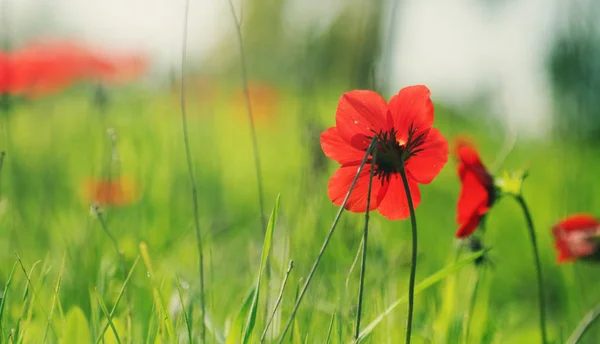 Röd vallmo blommor på äng — Stockfoto