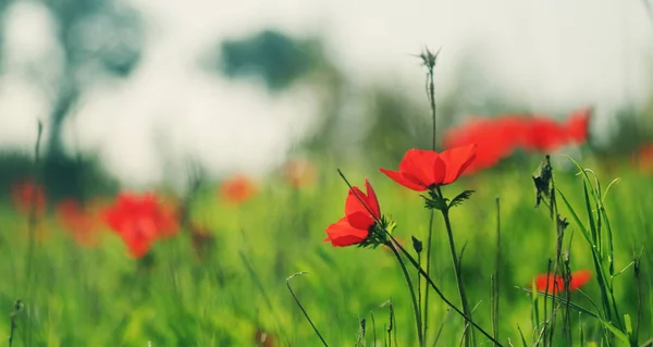 Červený mák Květiny na louce — Stock fotografie