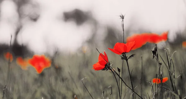 Rode papaver bloemen op weide — Stockfoto