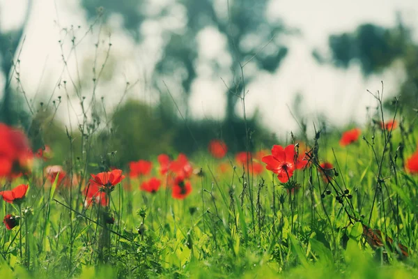 Rode papaver bloemen op weide — Stockfoto