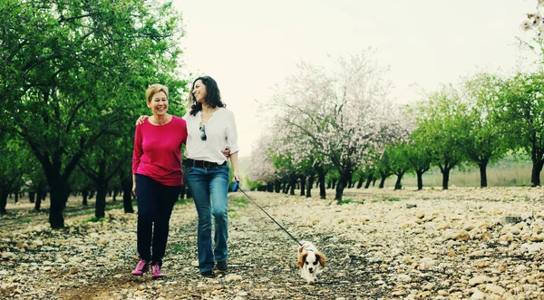 Güzel Kadınlar Bahar Elma Bahçesinde Bulunan Köpek Yürüyüş — Stok fotoğraf