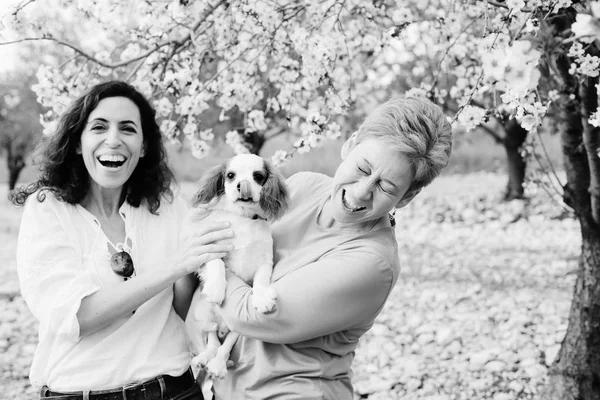 Portret Pięknej Kobiety Chodzenia Kwitnących Wiosną Ogród Jabłka Cute Puppy — Zdjęcie stockowe
