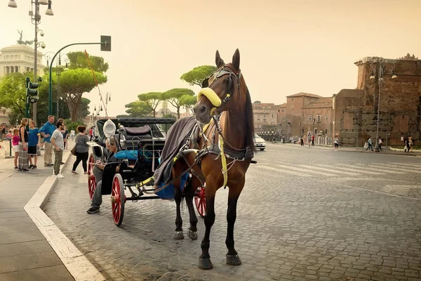 Horse on roman street — Stock Photo, Image