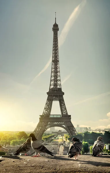 Duiven en Eiffeltoren — Stockfoto