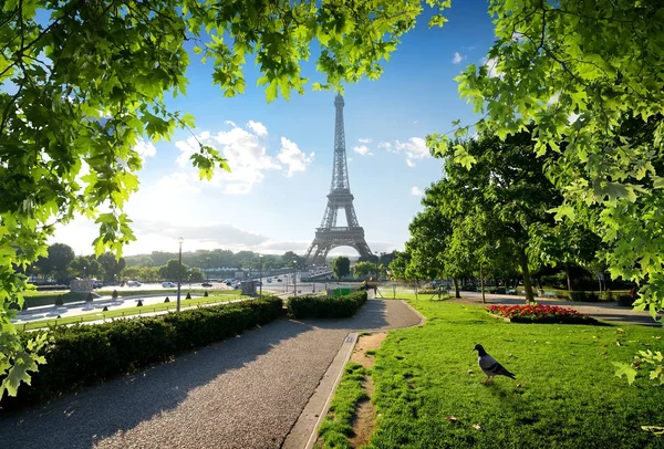 Dove and Eiffel Tower — Stock Photo, Image