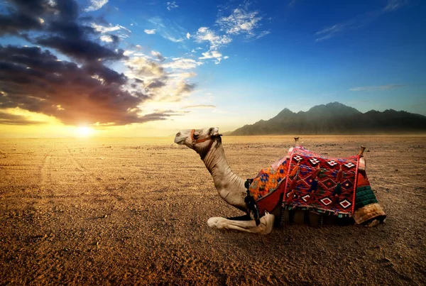 Kameel in de woestijn — Stockfoto