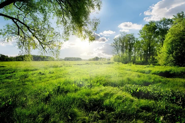 Vår i skogen — Stockfoto