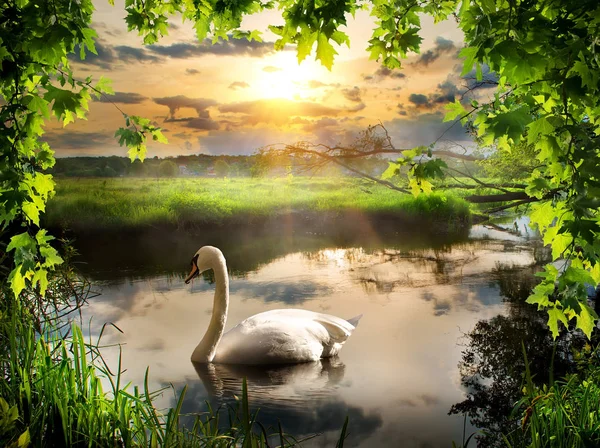 Swan in spring morning — Stock Photo, Image