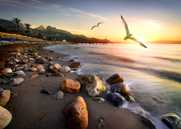 Mewy na plaży — Zdjęcie stockowe