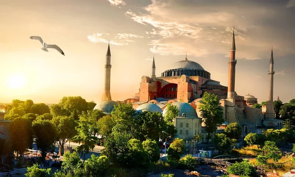 Pták a Hagia Sophia — Stock fotografie
