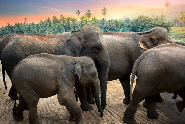 Elephants in the jungle — Stock Photo, Image