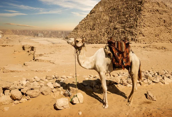 Kamel in der Nähe von Ruinen — Stockfoto