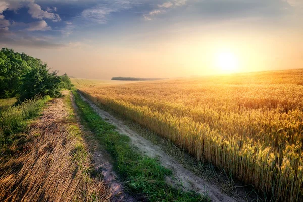 Grano in sera — Foto Stock