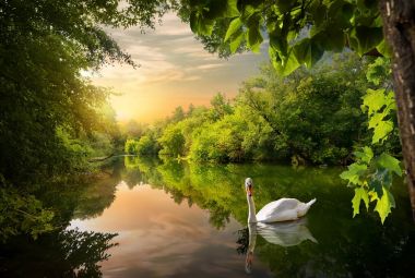 White swan on a pond clipart