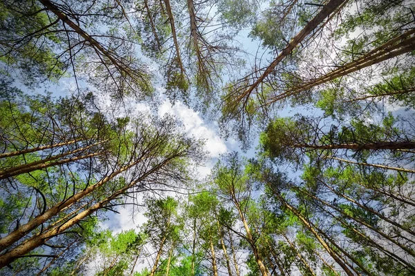 Bomen en hemel van onderen — Stockfoto