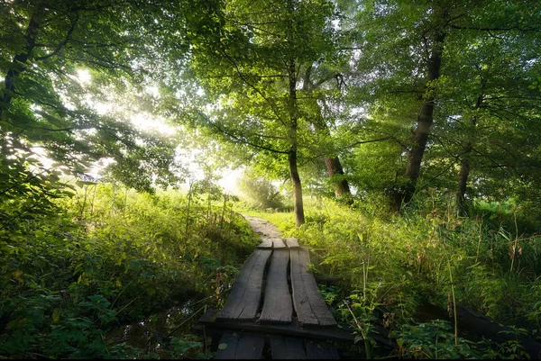 Starý most v lese — Stock fotografie