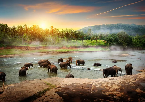 Elefantes em Sri Lanka — Fotografia de Stock