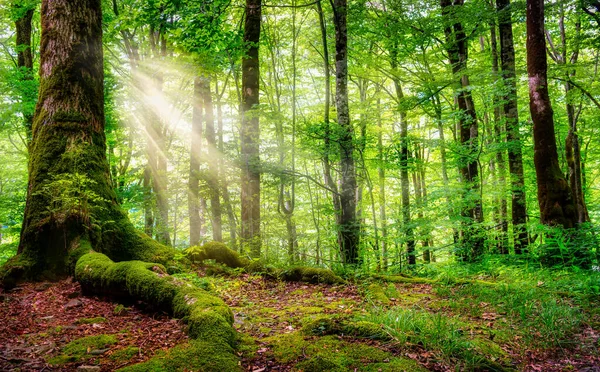 Luce del sole in una foresta verde — Foto Stock