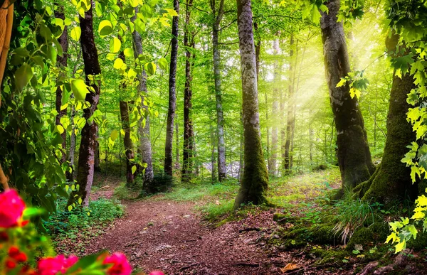 Floresta verde em Montenegro — Fotografia de Stock