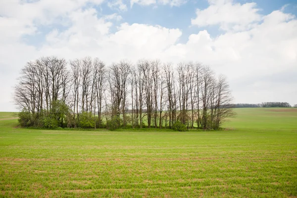 Champ vert et un groupe d'arbres — Photo