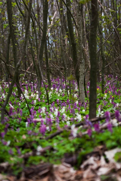 Vit och lila Hollowroot blommor — Stockfoto