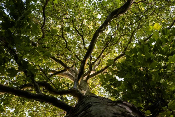 Coroa de árvore de uma árvore plana enorme — Fotografia de Stock