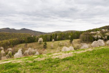 Meyve ağaçları beyaz çiçek