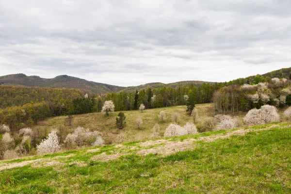 Meyve ağaçları beyaz çiçek
