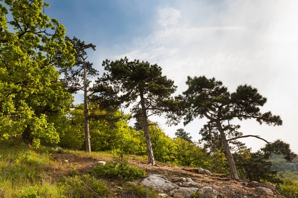 Pine groeien op stenen tegen de blauwe hemel — Stockfoto