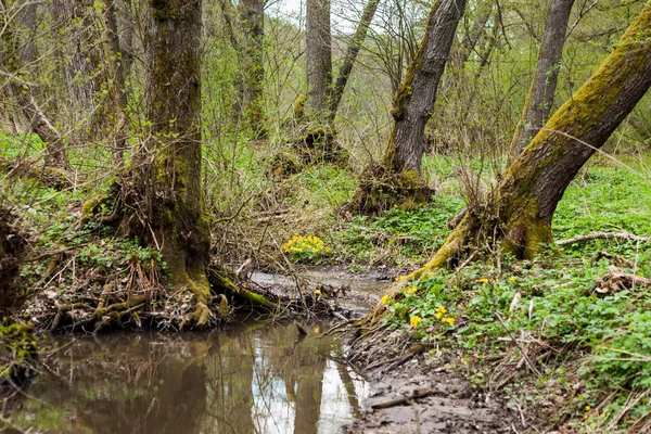 Primer plano de un pequeño arroyo forestal — Foto de Stock