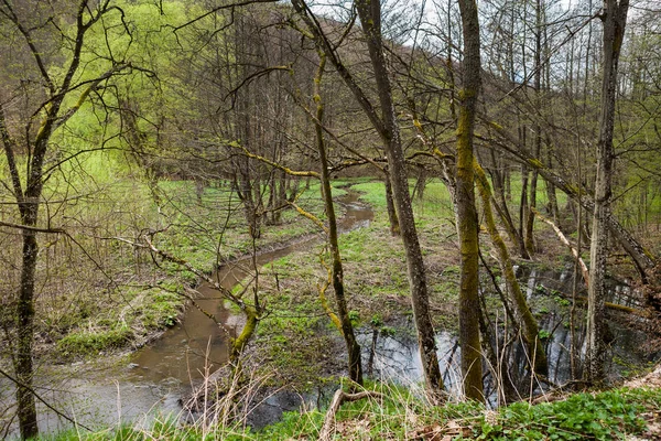 Boslandschap met beekje — Stockfoto