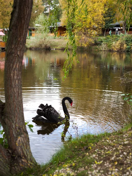 Cisne bonito na margem do lago — Fotografia de Stock