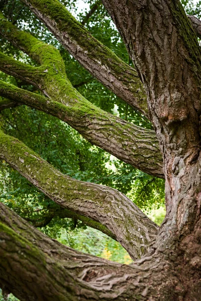 Ginkgo tree closeup — Stock Photo, Image