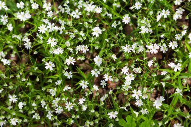 Büyük stitchwort çiçek