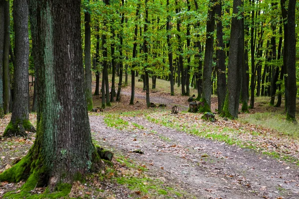 Camino a través del bosque — Foto de Stock