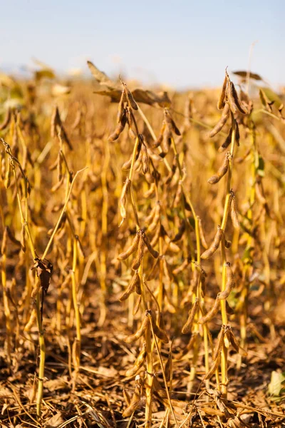 Rijpe sojabonen planten op de achtergrond van een veld — Stockfoto