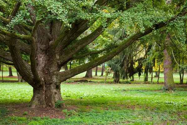 Grande tronco de uma velha árvore Ginkgo — Fotografia de Stock