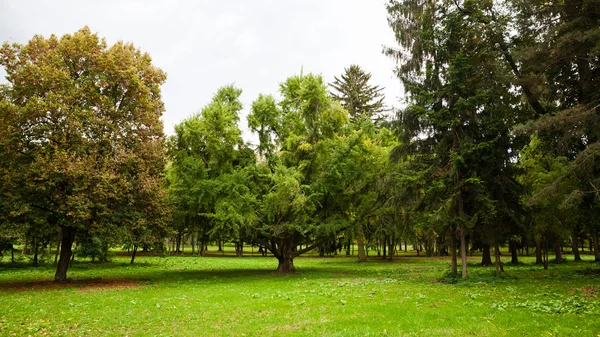 Přírodní strom park — Stock fotografie